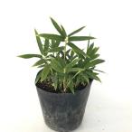  Cogu ma The sa/ 10.5cm pot ( одиночный товар ) рассада растение саженец почвопокровные растения 