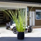 fili сиденье shou/ 10.5cm pot ( одиночный товар )( бесплатная доставка ) рассада растение саженец почвопокровные растения 