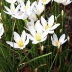 ta форель dare/ 9.0cm pot (10 шт. комплект )( бесплатная доставка ) рассада растение саженец почвопокровные растения 