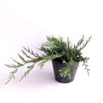  балка Haba длина 30cm передний и задний (до и после) 15cm pot ( одиночный товар ) рассада растение саженец двор почвопокровные растения 