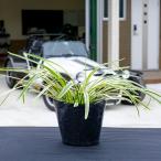  пестрый лилитурф / 10.5cm pot (20 шт. комплект )( бесплатная доставка ) цветок :10 месяц средний . рассада растение саженец почвопокровные растения 