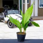  - Ran / 12~13.5cm pot (3 шт. комплект )( бесплатная доставка ) рассада растение саженец почвопокровные растения 