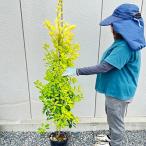 ougomasaki высота дерева 0.9m передний и задний (до и после) 18cm pot ( одиночный товар ) рассада растение саженец двор 