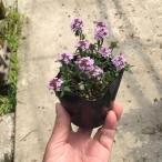 タイム ロンギカウリス ハーブ / 9.0cmポット (10本セット)(送料無料) タイム苗 苗 植木 苗木