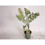  зеновия zeno Via высота дерева 0.4m передний и задний (до и после) 15cm pot ( одиночный товар )( бесплатная доставка ) рассада растение саженец 