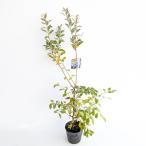  голубика tif голубой высота дерева 0.5m передний и задний (до и после) 15cm pot (2 шт. комплект )( бесплатная доставка ) рассада растение саженец двор фруктовое дерево рассада . дерево 