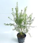  талия Lynn механизм высота дерева 0.4m передний и задний (до и после) 15cm pot ( одиночный товар ) рассада растение саженец 