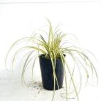 ka Rex высота дерева 0.3m передний и задний (до и после) 9~12cm pot ( одиночный товар )( бесплатная доставка ) рассада растение саженец 