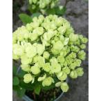 bi горелка ms Terry re высота дерева 0.3m передний и задний (до и после) 15cm pot (10 шт. комплект )( бесплатная доставка ) рассада растение саженец 