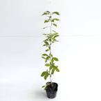  дуб конара высота дерева 0.5m передний и задний (до и после) 10.5cm pot (50 шт. комплект )( бесплатная доставка ) рассада растение саженец 