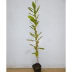  konara oak height of tree 0.5m rom and rear (before and after) 10.5cm pot (200 pcs set )( free shipping ) seedling plant sapling garden 