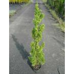  kai zu kai bki высота дерева 1.0m передний и задний (до и после) 15cm pot (10 шт. комплект )( бесплатная доставка ) рассада растение саженец kai z kai bki