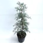  blue ice высота дерева 0.8m передний и задний (до и после) 15cm pot ( одиночный товар ) рассада растение саженец 