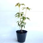 si Kimi высота дерева 0.4m передний и задний (до и после) 15cm pot (5 шт. комплект )( бесплатная доставка )si Kimi. рассада si Kimi. рассада растение саженец 