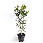 si Kimi высота дерева 0.4m передний и задний (до и после) 15cm pot (10 шт. комплект )( бесплатная доставка )si Kimi. рассада si Kimi. рассада растение саженец 
