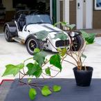  хедера kana liensis/ 10.5cm pot (40 шт. комплект )( бесплатная доставка ) рассада растение саженец почвопокровные растения 