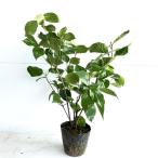  Haku солнечный bok высота дерева 0.4m передний и задний (до и после) 15cm pot (15 шт. комплект )( бесплатная доставка ) рассада растение саженец двор 