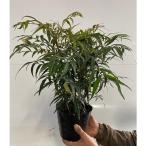 ma ho nia темно синий f.-sa высота дерева 0.3m передний и задний (до и после) 15cm pot ( одиночный товар )( бесплатная доставка ) рассада растение саженец 