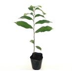 po Poe реальный сырой рассада высота дерева 0.4m передний и задний (до и после) 15cm pot (2 шт. комплект )( бесплатная доставка ) рассада растение саженец фруктовое дерево рассада . дерево 