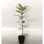 himeyuzli - высота дерева 0.3m передний и задний (до и после) 10.5cm pot ( одиночный товар ) рассада растение саженец двор 