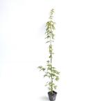 iro - momiji высота дерева 1.0m передний и задний (до и после) 10.5cm pot (20 шт. комплект )( бесплатная доставка ) рассада растение саженец 