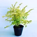 plipe Toremo n and lime высота дерева 0.3m передний и задний (до и после) 15cm pot ( одиночный товар ) рассада растение саженец почвопокровные растения 