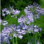 hime агапантус / 10.5cm pot (5 шт. комплект )( бесплатная доставка ) рассада растение саженец почвопокровные растения 