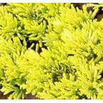  mother low te/ 15cm pot (20 шт. комплект )( бесплатная доставка ) хвойное дерево рассада растение почвопокровные растения 