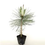  красный matsu высота дерева 0.3m передний и задний (до и после) 10.5cm pot (5 шт. комплект )( бесплатная доставка ) рассада растение саженец двор 