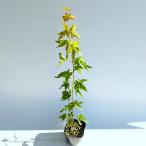 iro - momiji высота дерева 0.3m передний и задний (до и после) 10.5cm pot ( одиночный товар ) рассада растение саженец 
