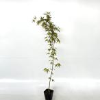 iro - momiji высота дерева 0.8m передний и задний (до и после) 10.5cm pot ( одиночный товар ) рассада растение саженец 