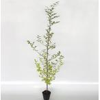  стиракс японский высота дерева 0.8m передний и задний (до и после) 10.5cm pot ( одиночный товар ) рассада растение саженец 