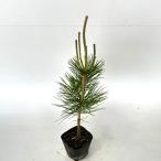  черный matsu высота дерева 0.3m передний и задний (до и после) 10.5cm pot (10 шт. комплект )( бесплатная доставка ) рассада растение саженец 