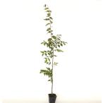  дуб конара высота дерева 0.8m передний и задний (до и после) 10.5cm pot ( одиночный товар )( бесплатная доставка ) рассада растение саженец двор 