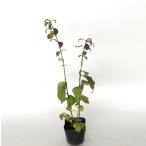  koma yumi высота дерева 0.3m передний и задний (до и после) 10.5cm pot ( одиночный товар ) рассада растение саженец 