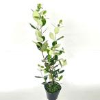  фейхоа высота дерева 0.5m передний и задний (до и после) 15cm pot ( одиночный товар ) рассада растение саженец 
