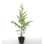 sgi высота дерева 0.5m передний и задний (до и после) 10.5cm pot ( одиночный товар ) рассада парк зеленый земля и т.д. растение саженец 