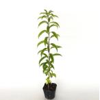  падуб лесбийский высота дерева 0.5m передний и задний (до и после) 10.5cm pot ( одиночный товар ) рассада растение саженец 