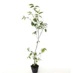 mknoki высота дерева 0.5m передний и задний (до и после) 10.5cm pot ( одиночный товар ) рассада растение саженец 