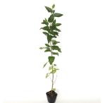  cocos nucifera .bsi высота дерева 0.5m передний и задний (до и после) 10.5cm pot ( одиночный товар ) рассада растение саженец 