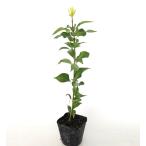 yab Nikkei высота дерева 0.3m передний и задний (до и после) 10.5cm pot ( одиночный товар ) рассада растение саженец 