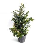hisa устрица высота дерева 0.4m передний и задний (до и после) 15cm pot (5 шт. комплект )( бесплатная доставка ) рассада растение саженец 