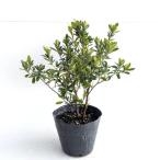 krume азалия ( белый ) высота дерева 0.25m передний и задний (до и после) 15cm pot ( одиночный товар ) рассада растение саженец 