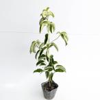 jouryok японский кизил высота дерева 0.3m передний и задний (до и после) 10.5cm pot ( одиночный товар )( бесплатная доставка ) рассада растение саженец 