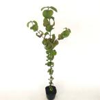 gamazmi высота дерева 0.3m передний и задний (до и после) 10.5cm pot ( одиночный товар ) рассада растение саженец 