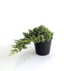  Pro kn Ben snana/ 13.5~15cm pot ( одиночный товар ) рассада растение саженец 