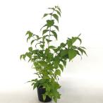  белый yamabki высота дерева 0.4m передний и задний (до и после) 13.5cm pot ( одиночный товар ) рассада растение саженец двор 