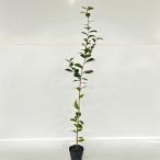yab camellia height of tree 1.0m rom and rear (before and after) 15cm pot (75 pcs set )( free shipping ) seedling plant sapling 