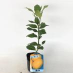  Seto внутри лимон ( Hiroshima ) высота дерева 0.2m передний и задний (до и после) 9.0cm pot ( одиночный товар )( бесплатная доставка ) веранда тоже растение саженец фруктовое дерево рассада ..