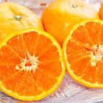 mi can na погружен в машину мандарин юг Цу море высота дерева 0.2m передний и задний (до и после) 9.0cm pot ( одиночный товар )( бесплатная доставка ) легкий . веранда тоже рассада растение саженец фруктовое дерево рассада . дерево ..